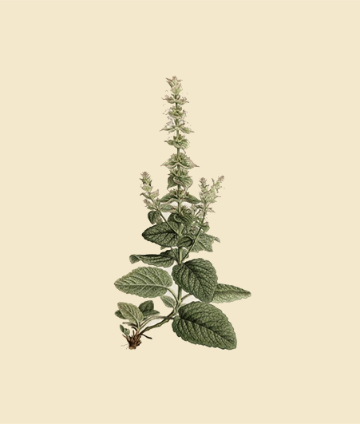 Clary Sage